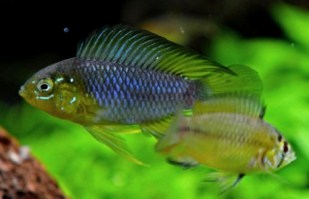 Apistogramma borelli2